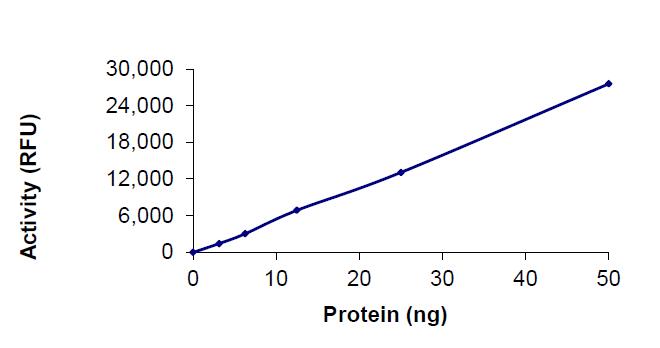 The specifc activity of Cas13a (LbCpf1) was determined to be 11.4 nmol/min/mg as per activity assay protocol.